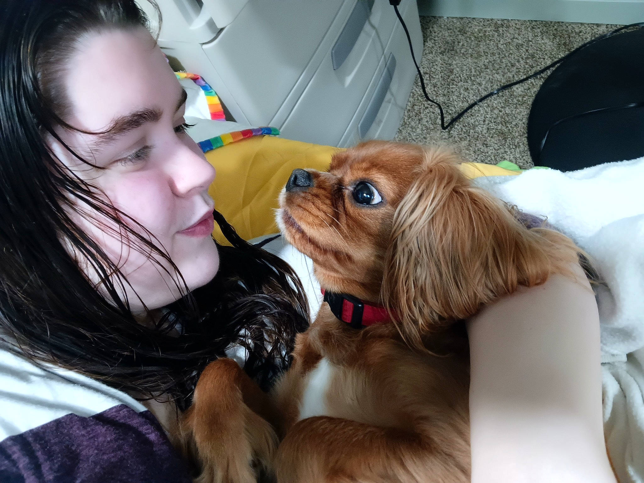 Kiwi joined the competition — help win amazing prizes! blond, brown_hair, canidae, carnivore, collar, companion_dog, dog, dog_breed, ear, eyelash, eyewear, fawn, hair, happy, liver, long_hair, smile, snout, sporting_group, whiskers