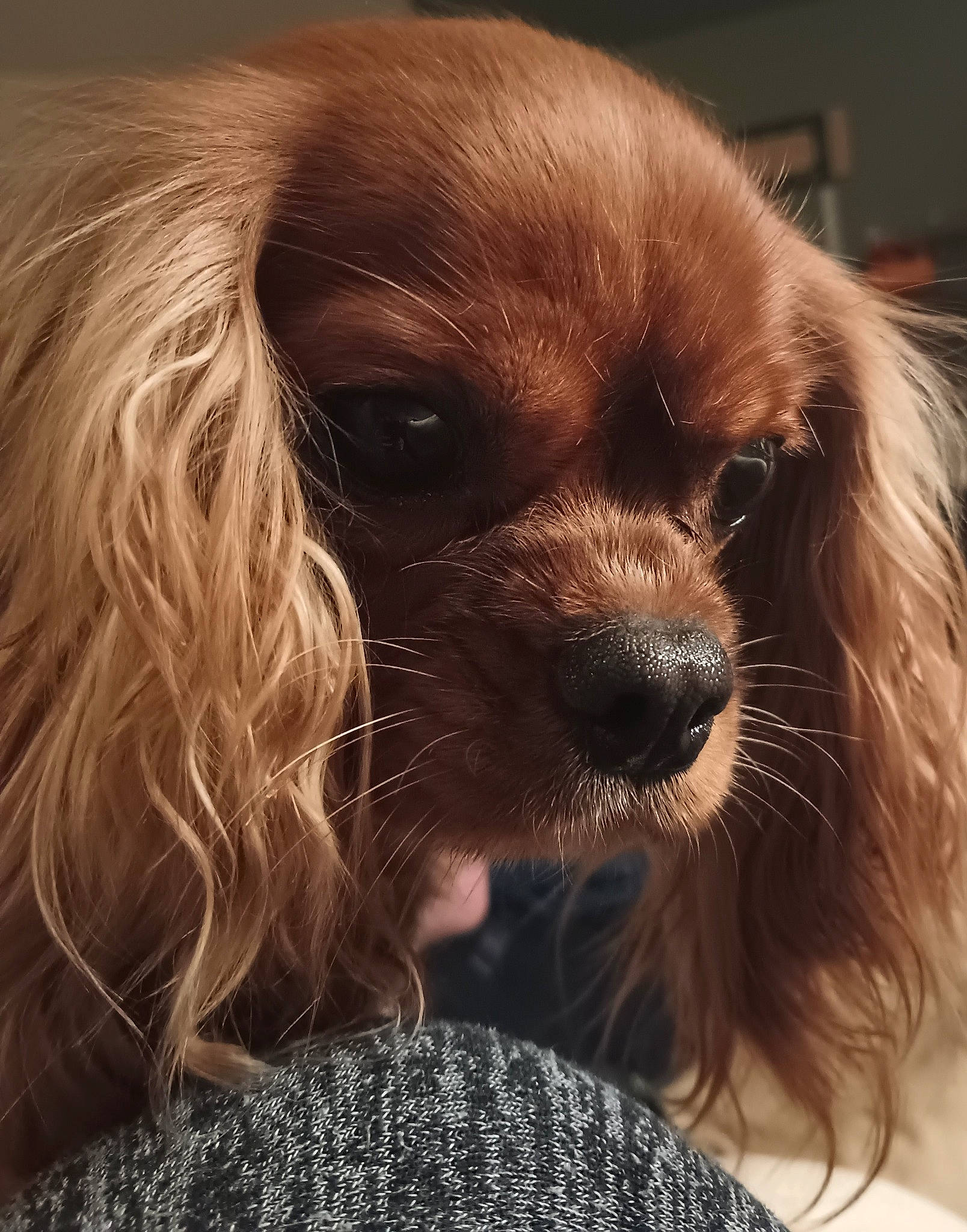 Kiwi is registered to the contest to win money with this photo: blond, canidae, carnivore, companion_dog, dog, dog_breed, english_cocker_spaniel, fawn, feathered_hair, fur, liver, puppy, puppy_love, snout, sporting_group, terrestrial_animal, toy_dog, whiskers, working_animal