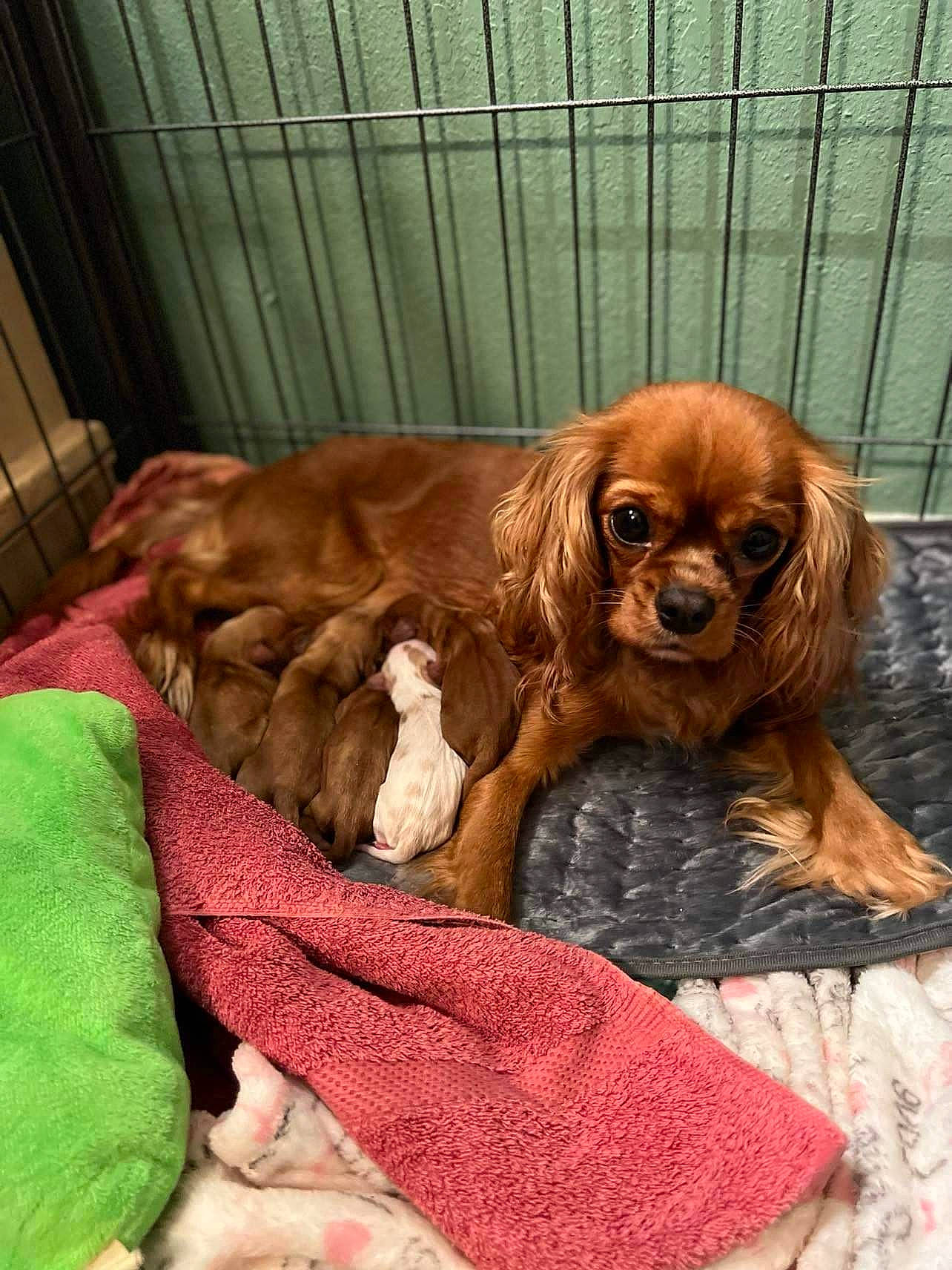 Kiwi is registered to the contest to win money with this photo: brown, canidae, carnivore, cocker_spaniel, comfort, companion_dog, dog, dog_breed, dog_collar, dog_supply, fawn, fur, gun_dog, hunting_dog, liver, snout, spaniel, sporting_group, terrestrial_animal, working_animal