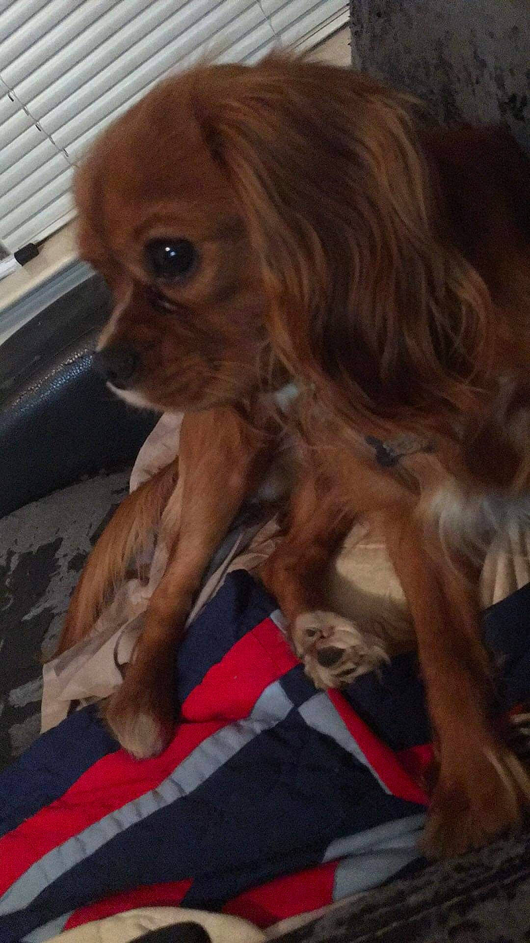 Blaze is registered to the contest to win money with this photo: canidae, carnivore, cavalier_king_charles_spaniel, companion_dog, dog, dog_breed, dog_supply, english_cocker_spaniel, fawn, fur, king_charles_spaniel, liver, paw, puppy, snout, spaniel, sporting_group, tibetan_spaniel, toy_dog, whiskers