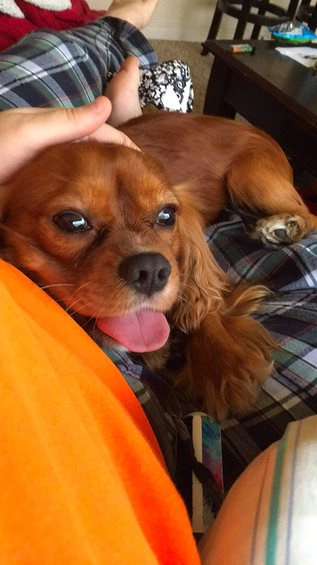 Blaze is registered to the contest to win money with this photo: canidae, carnivore, companion_dog, dog, dog_breed, ear, fawn, fur, liver, non_sporting_group, plaid, puppy, puppy_love, selfie, snout, sporting_group, tartan, toy_dog, whiskers, working_animal