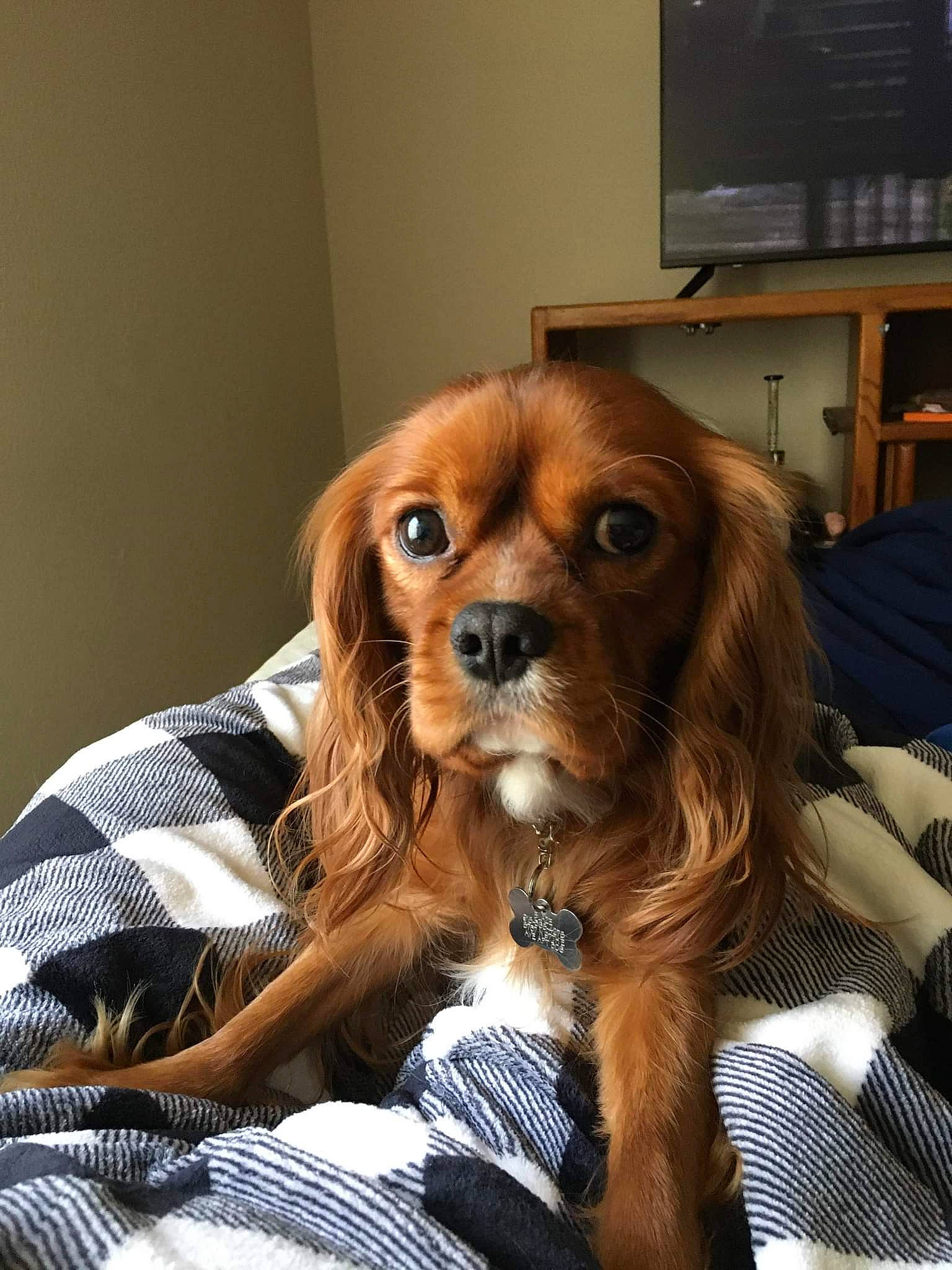 Blaze joined the competition — help win amazing prizes! cable_television, canidae, carnivore, companion_dog, dog, dog_breed, dog_supply, fawn, fur, home_appliance, liver, picture_frame, shelf, snout, spaniel, sporting_group, television, toy_dog, whiskers, working_animal