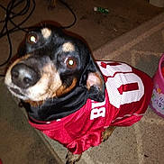 Cujo joined the competition — help win amazing prizes! dog, pet, clothing, jersey, indoor, carpet, animal, looking_up, flash, black_dog, brown_dog, small_dog, floor, bucket, cable, close_up, cute, portrait, domestic_animal, red_clothing