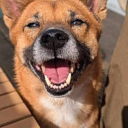 Luna joined the competition — help win amazing prizes! dog, canine, pet, smiling, happy, outdoor, sunlight, fur, ears, teeth, tongue, closeup, animal, muzzle, brown_fur, black_nose, tongue_out, daylight, friendly, cute