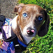 Toby is registered to the contest to win money with this photo: dog, blue_eyes, pink_nose, harness, grass, pavement, outdoor, pet, animal, close_up, brown_fur, white_fur, looking_at_camera, daylight, cute, portrait, canine, nature, leash, expression
