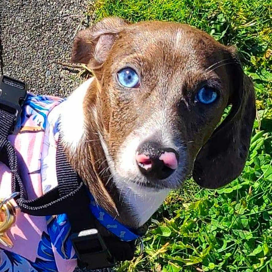Toby