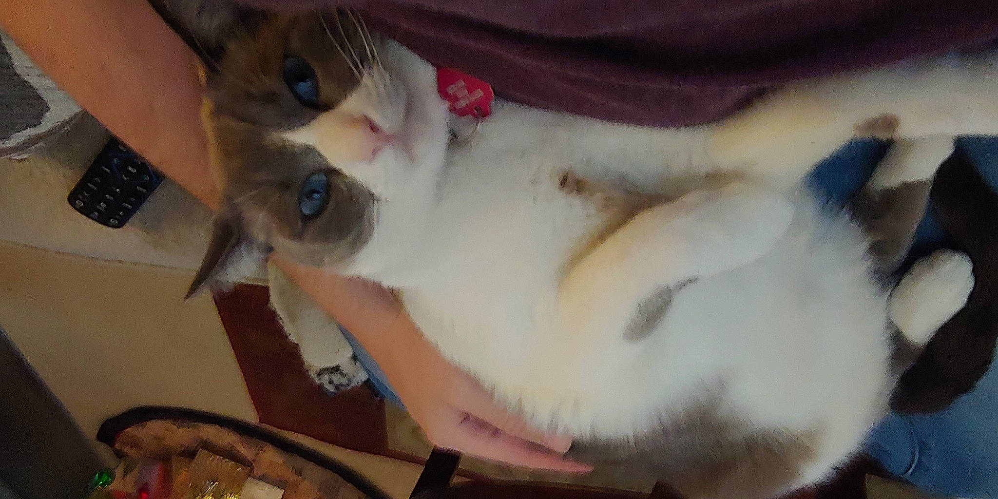 Kitty Purry is registered to the contest to win money with this photo: canidae, carnivore, cat, companion_dog, dog_breed, domestic_short_haired_cat, ear, eyelash, fawn, felidae, fur, gesture, mammal, paw, siamese, small_to_medium_sized_cats, snout, sporting_group, tail, whiskers