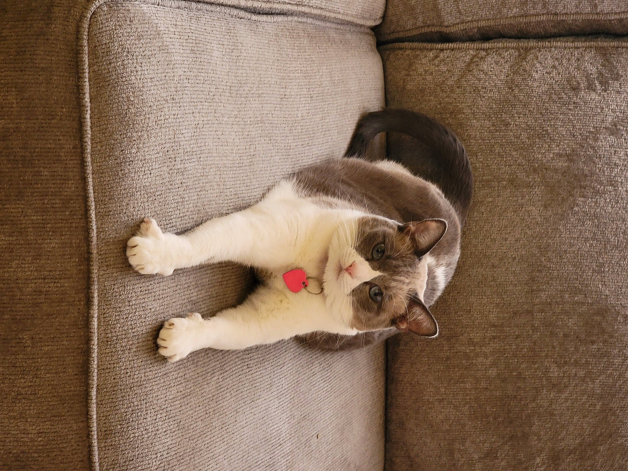 Kitty Purry is registered to the contest to win money with this photo: canidae, carnivore, cat, claw, comfort, companion_dog, couch, dog_breed, domestic_short_haired_cat, fawn, felidae, flooring, fur, nap, paw, small_to_medium_sized_cats, snout, tail, whiskers, wood