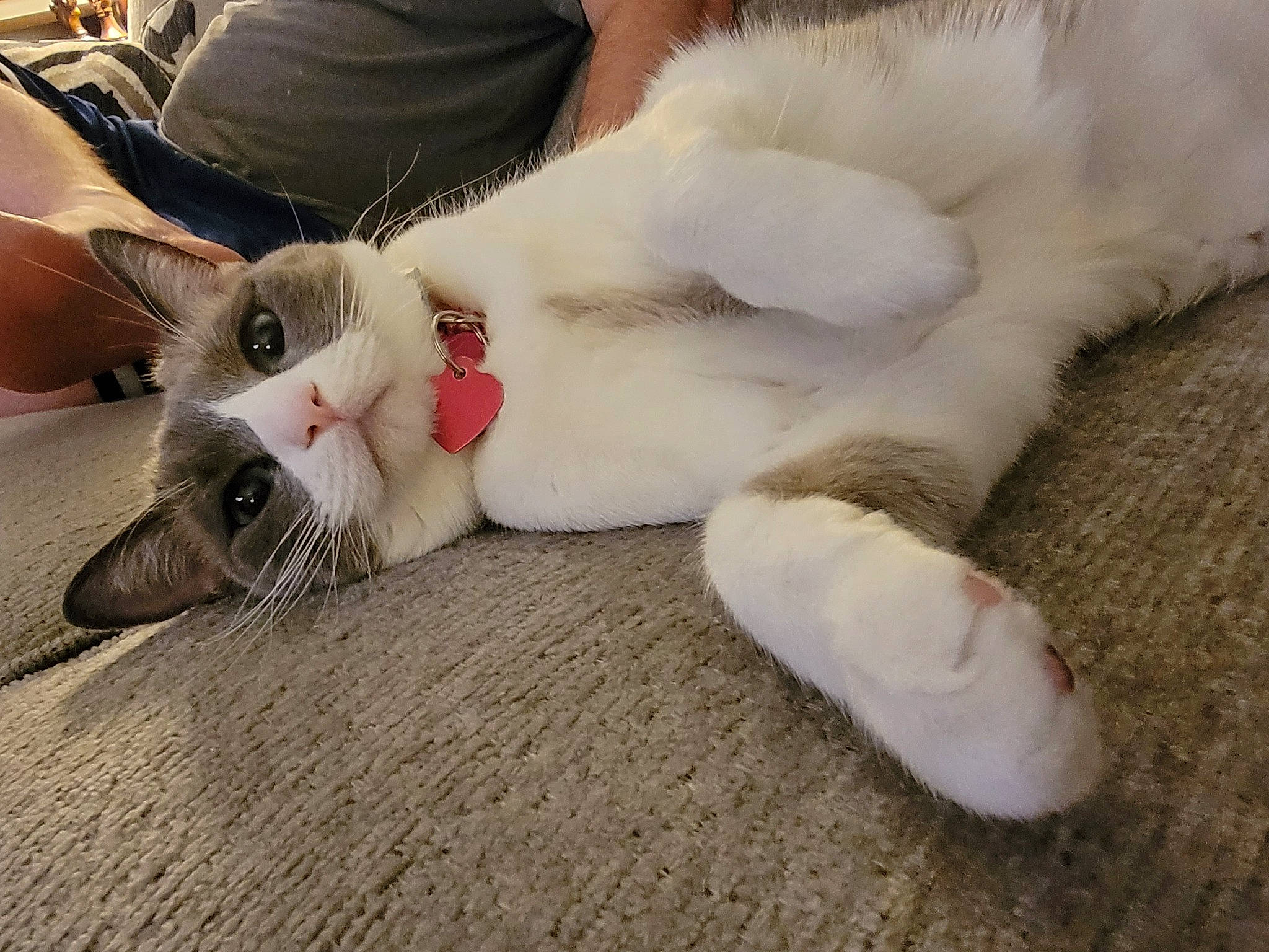 Kitty Purry is registered to the contest to win money with this photo: carnivore, cat, claw, comfort, companion_dog, domestic_short_haired_cat, ear, fawn, felidae, foot, fur, leg, nail, nap, nose, paw, small_to_medium_sized_cats, snout, tail, whiskers