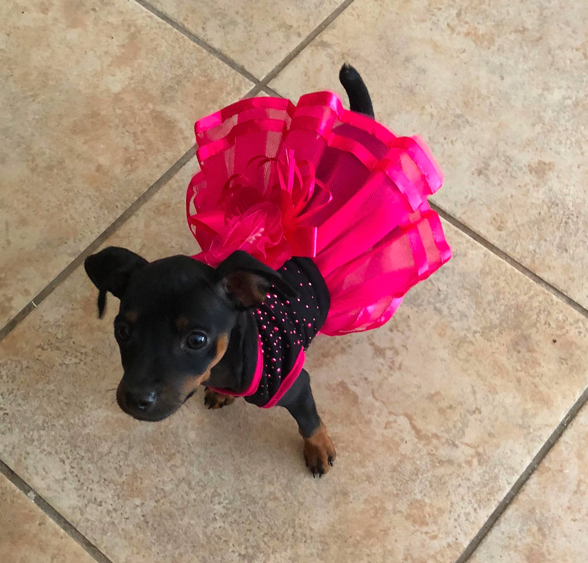 Dakota is registered to the contest to win money with this photo: canidae, carnivore, collar, companion_dog, dog, dog_breed, dog_clothes, dog_collar, german_pinscher, leash, magenta, miniature_pinscher, pink, pinscher, puppy, sporting_group, toy_dog, toy_manchester_terrier