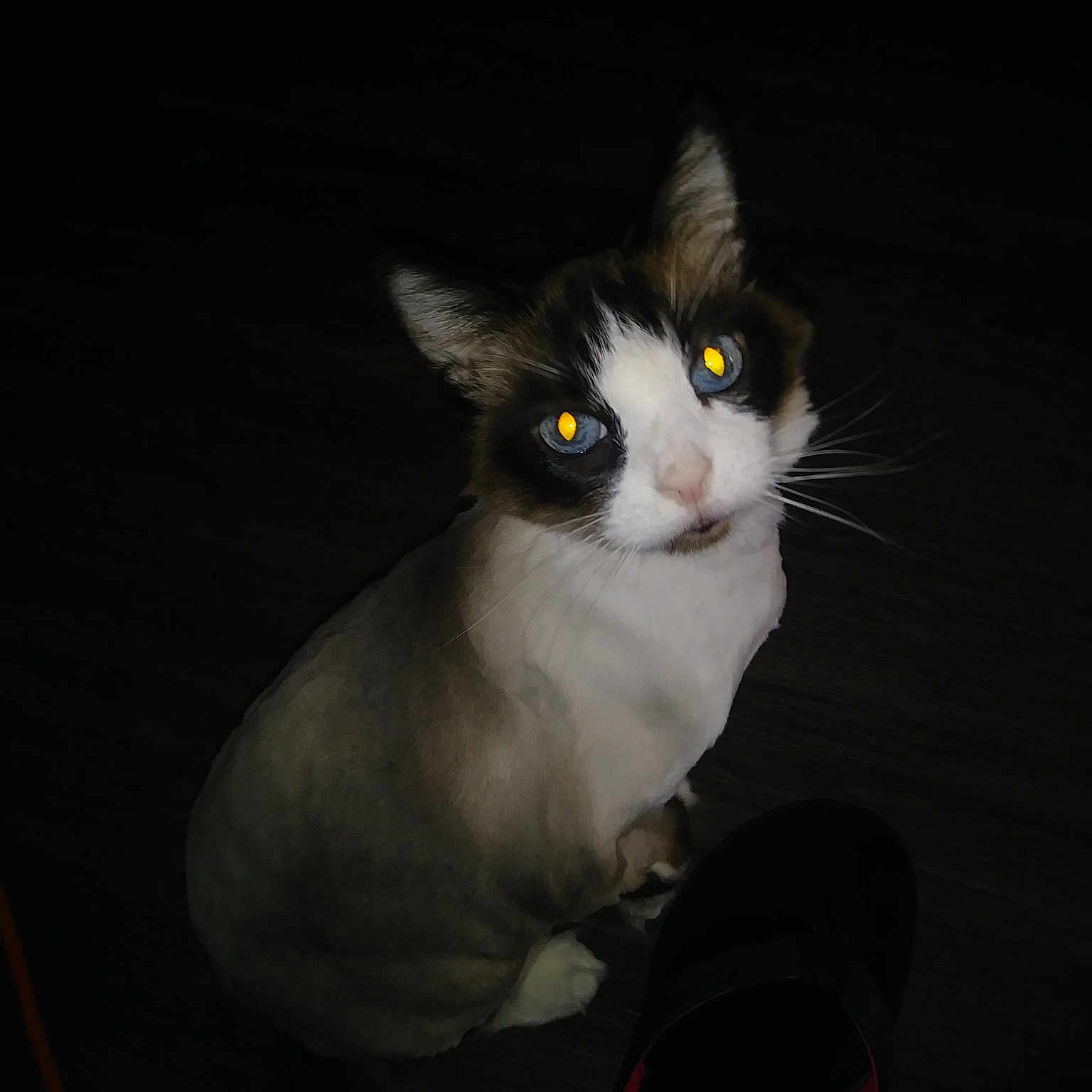 Avana joined the competition — help win amazing prizes! american_wirehair, black_and_white, carnivore, cat, darkness, domestic_short_haired_cat, ear, eye, felidae, fur, kitten, night, small_to_medium_sized_cats, snout, whiskers