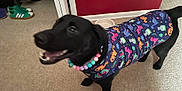 Sofia joined the competition — help win amazing prizes! dog, black_dog, clothing, necklace, dinosaur_pattern, carpet, indoor, pet, animal, canine, happy, smiling, beads, colorful, red_wall, shoes, floor, collar, cute, playful
