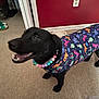 dog, black_dog, clothing, necklace, dinosaur_pattern, carpet, indoor, pet, animal, canine, happy, smiling, beads, colorful, red_wall, shoes, floor, collar, cute, playful