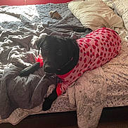 Sofia is registered to the contest to win money with this photo: dog, black_dog, bed, blanket, pillow, pink_clothing, strawberry_pattern, indoor, pet, animal, sunlight, cozy, resting, laying_down, fabric, comfort, cute, domestic_animal, relaxation, fur