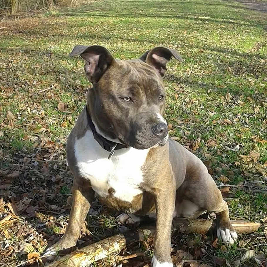 Miska