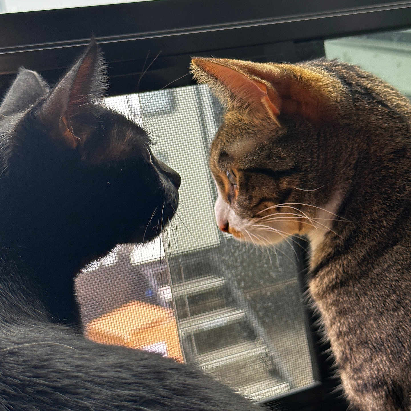 Cleo And Norma joined the competition — help win amazing prizes! animals, black_cat, cat, closeup, companions, curiosity, domestic_cat, ears, feline, fur, indoor, looking_out, natural_light, pets, profile, screen, side_view, tabby_cat, whiskers, window