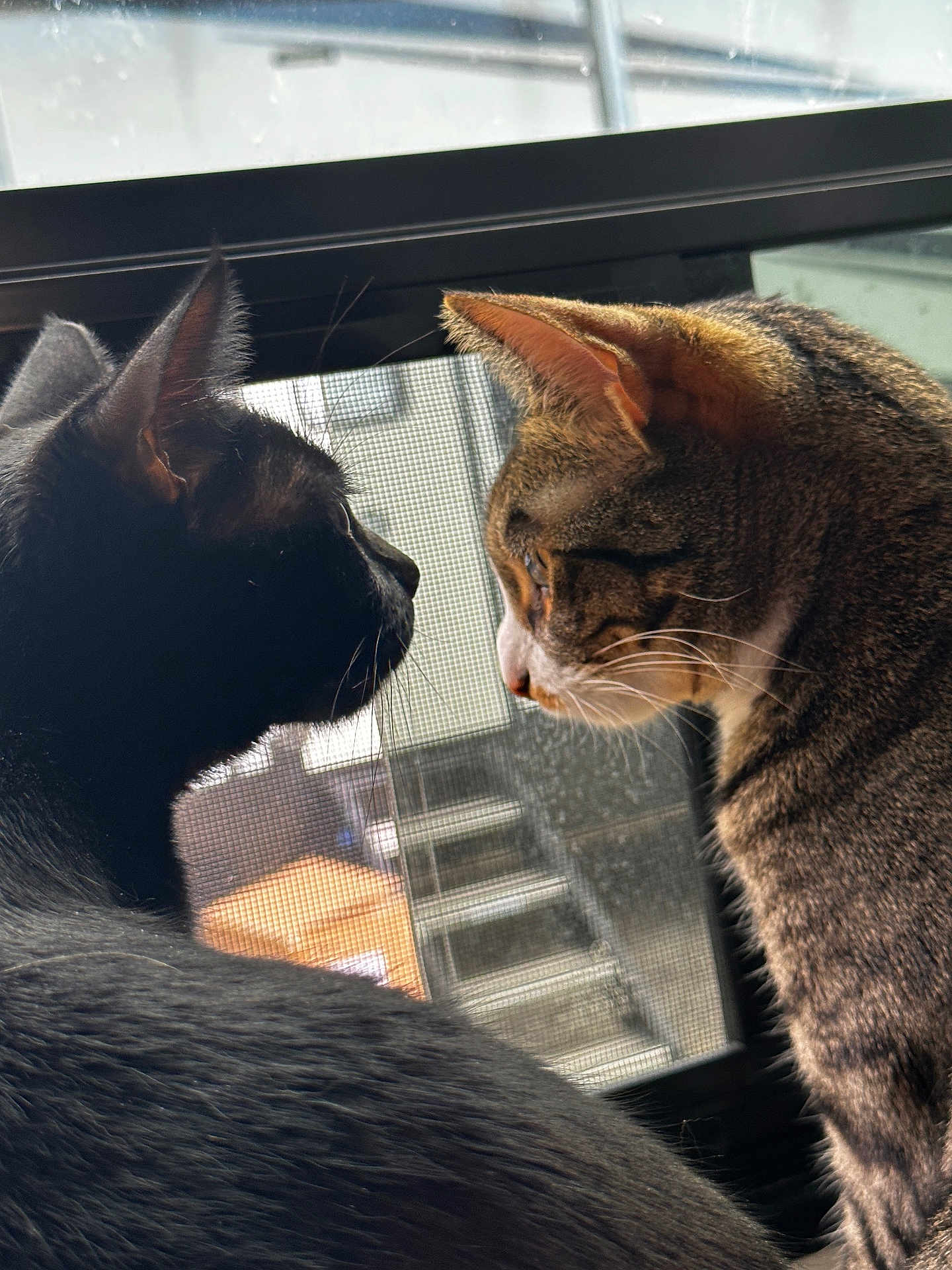Cleo And Norma joined the competition — help win amazing prizes! animals, black_cat, cat, closeup, companions, curiosity, domestic_cat, ears, feline, fur, indoor, looking_out, natural_light, pets, profile, screen, side_view, tabby_cat, whiskers, window