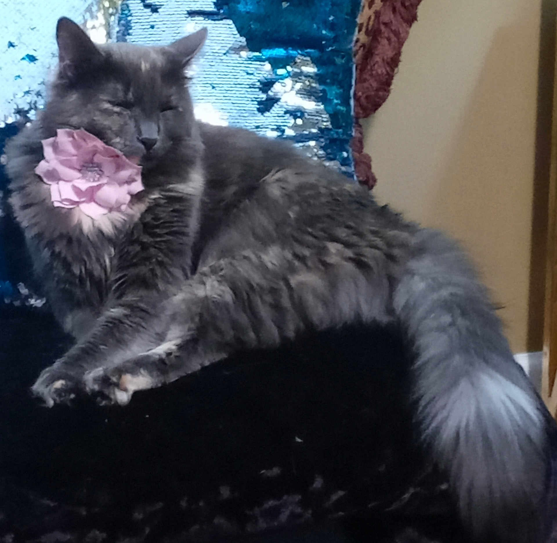 Ivy joined the competition — help win amazing prizes! cat, gray_cat, fluffy, flower, accessory, relaxed, lounging, closed_eyes, tail, indoor, furniture, blue_background, silver_background, decor, pet, animal, cute, resting, soft_fur, cozy