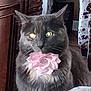 cat, gray_cat, flower_collar, indoor, furniture, wooden_furniture, pet, animal, closeup, portrait, whiskers, ears, eyes, reflection, decor, cozy, domestic, feline, cute, companion
