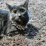 Ivy is registered to the contest to win money with this photo: cat, gray_cat, pearls, jewelry, carpet, shaggy_carpet, pet, animal, feline, indoor, curious, wide_eyes, whiskers, fur, domestic_animal, laying_down, close_up, cute, portrait, cozy