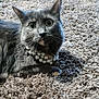 cat, gray_cat, pearls, jewelry, carpet, shaggy_carpet, pet, animal, feline, indoor, curious, wide_eyes, whiskers, fur, domestic_animal, laying_down, close_up, cute, portrait, cozy