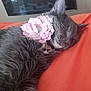 Ivy joined the competition — help win amazing prizes! cat, gray_cat, sleeping, flower_collar, pink_flower, pet, fur, whiskers, close_up, resting, indoor, orange_surface, adorable, cozy, cute, animal, relaxed, soft_fur, nap, peaceful