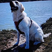 Lysie a rejoint le concours — aidez-le/la à gagner de superbes lots ! dog, wet, harness, lake, water, grass, outdoor, sunlight, sitting, canine, nature, animal, pet, shore, summer, daytime, mammal, fur, playful, happy