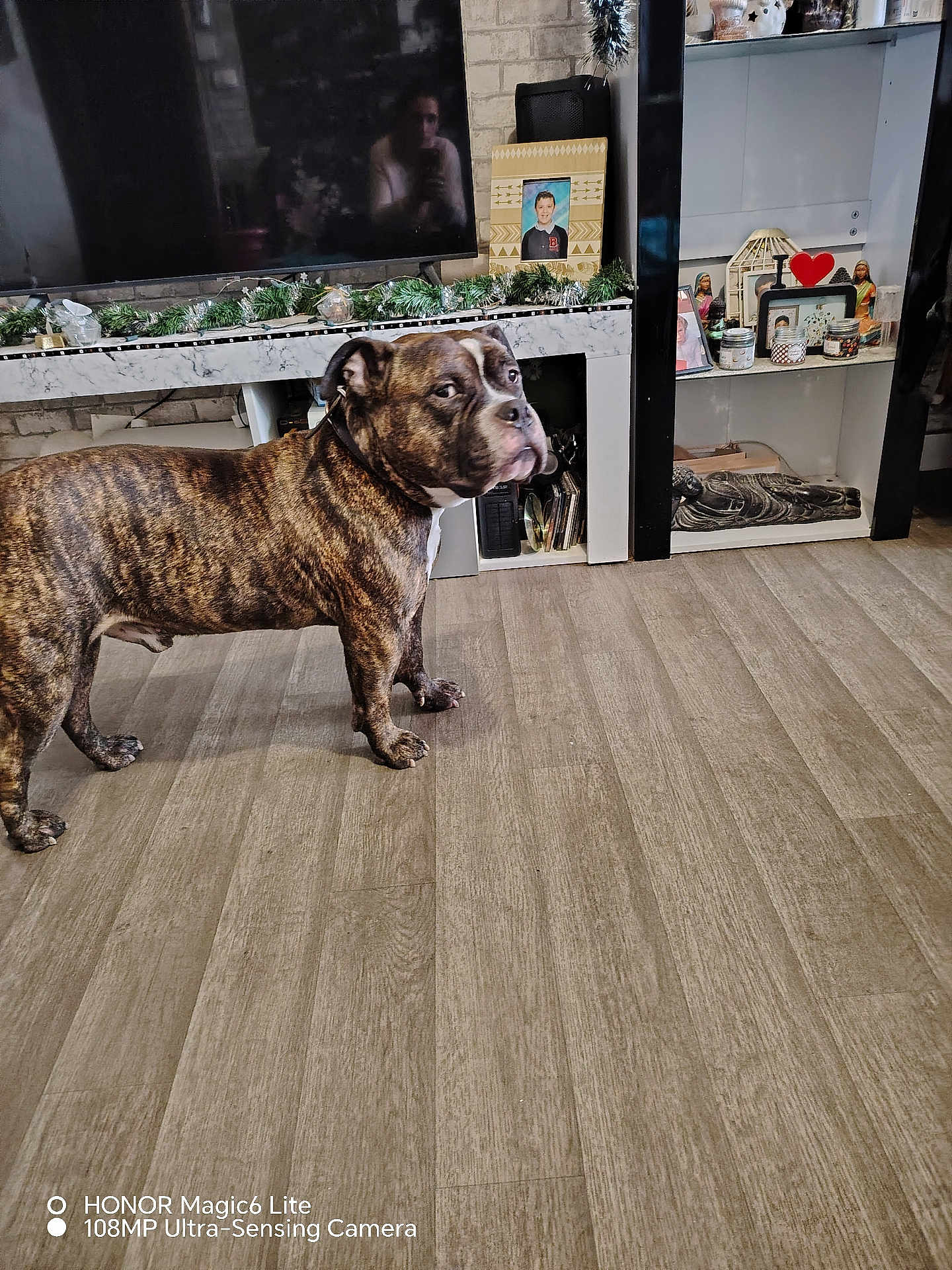 Peps a rejoint le concours — aidez-le/la à gagner de superbes lots ! adult, animal, bulldog, canine, computerhardware, dog, electronics, hardware, hardwood, indoors, interiordesign, male, man, monitor, person, pet, plywood, screen, shelf, wood