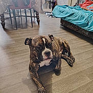 Peps participe au concours pour gagner de l'argent avec cette photo : accessories, animal, bag, bulldog, canine, chair, clothing, couch, dog, footwear, furniture, handbag, hardwood, indoors, interiordesign, person, pet, pitbull, shoe, wood