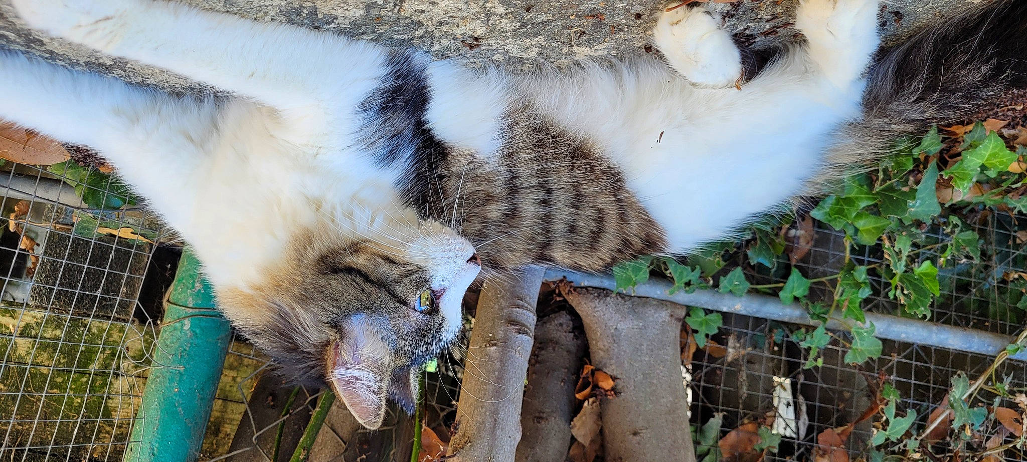 Suki a rejoint le concours — aidez-le/la à gagner de superbes lots ! carnivore, cat, claw, domestic_short_haired_cat, fawn, felidae, fur, goat, goat_antelope, grass, organism, paw, plant, small_to_medium_sized_cats, tail, terrestrial_animal, vertebrate, whiskers, wildlife, wood