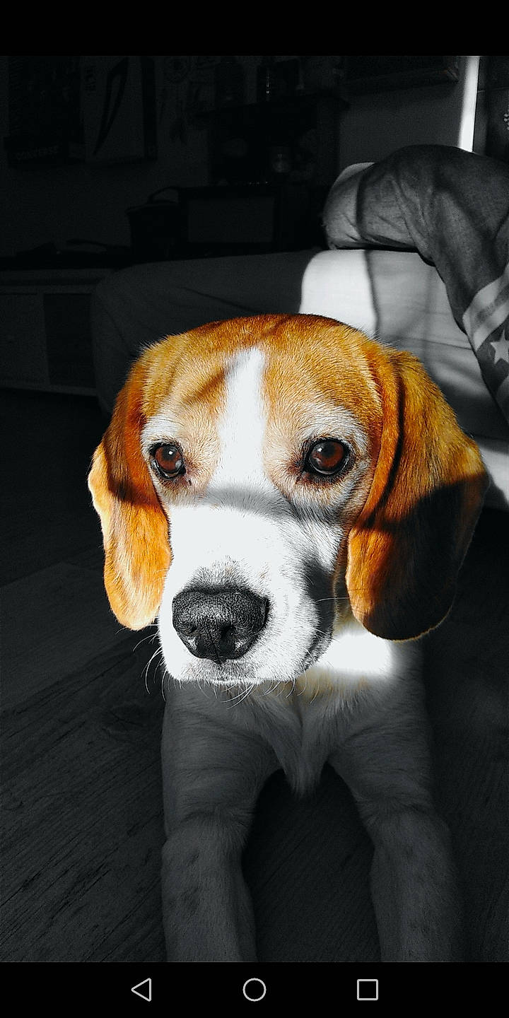 Hunter a rejoint le concours — aidez-le/la à gagner de superbes lots ! beagle, beagle_harrier, beaglier, canidae, carnivore, companion_dog, dog, dog_breed, fawn, finnish_hound, hound, hunting_dog, puppy, scent_hound, snout, sporting_group, whiskers, working_animal