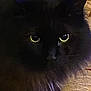 Waldo participe au concours pour gagner de l'argent avec cette photo : cat, black_cat, pet, feline, close_up, yellow_eyes, fur, whiskers, face, portrait, indoor, bedding, cozy, sleepy, ears, nose, fluffy, animal, cute, paws