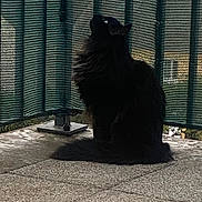Waldo participe au concours pour gagner de l'argent avec cette photo : dog, black_dog, fluffy, pet, outdoor, mesh_fence, shadow, tiled_floor, curious, sitting, sunlight, animal, canine, quiet, daytime, fence, looking_up, lonely, nature, backyard