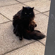 Waldo a rejoint le concours — aidez-le/la à gagner de superbes lots ! cat, black_cat, long_hair, feline, pet, patio, tiles, outdoor, green_eyes, fur, tail, sitting, relaxed, whiskers, ears, portrait, domestic_animal, shadow, paving, sunlit