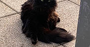 Waldo a rejoint le concours — aidez-le/la à gagner de superbes lots ! black_cat, cat, domestic_animal, ears, feline, fur, green_eyes, long_hair, outdoor, patio, paving, pet, portrait, relaxed, shadow, sitting, sunlit, tail, tiles, whiskers