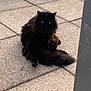 cat, black_cat, long_hair, feline, pet, patio, tiles, outdoor, green_eyes, fur, tail, sitting, relaxed, whiskers, ears, portrait, domestic_animal, shadow, paving, sunlit