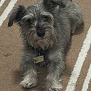 Robin is registered to the contest to win money with this photo: dog, gray_dog, carpet, indoor, pet, fur, lying_down, animal, mammal, small_dog, collar, tag, cute, fluffy, ears, paw, face, resting, domestic_animal, companion