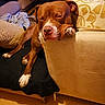dog, brown_dog, white_paws, sleeping, couch, armrest, blanket, pillow, indoor, cozy, resting, pet, fur, canine, relaxed, animal, home, floor, furniture, comfort