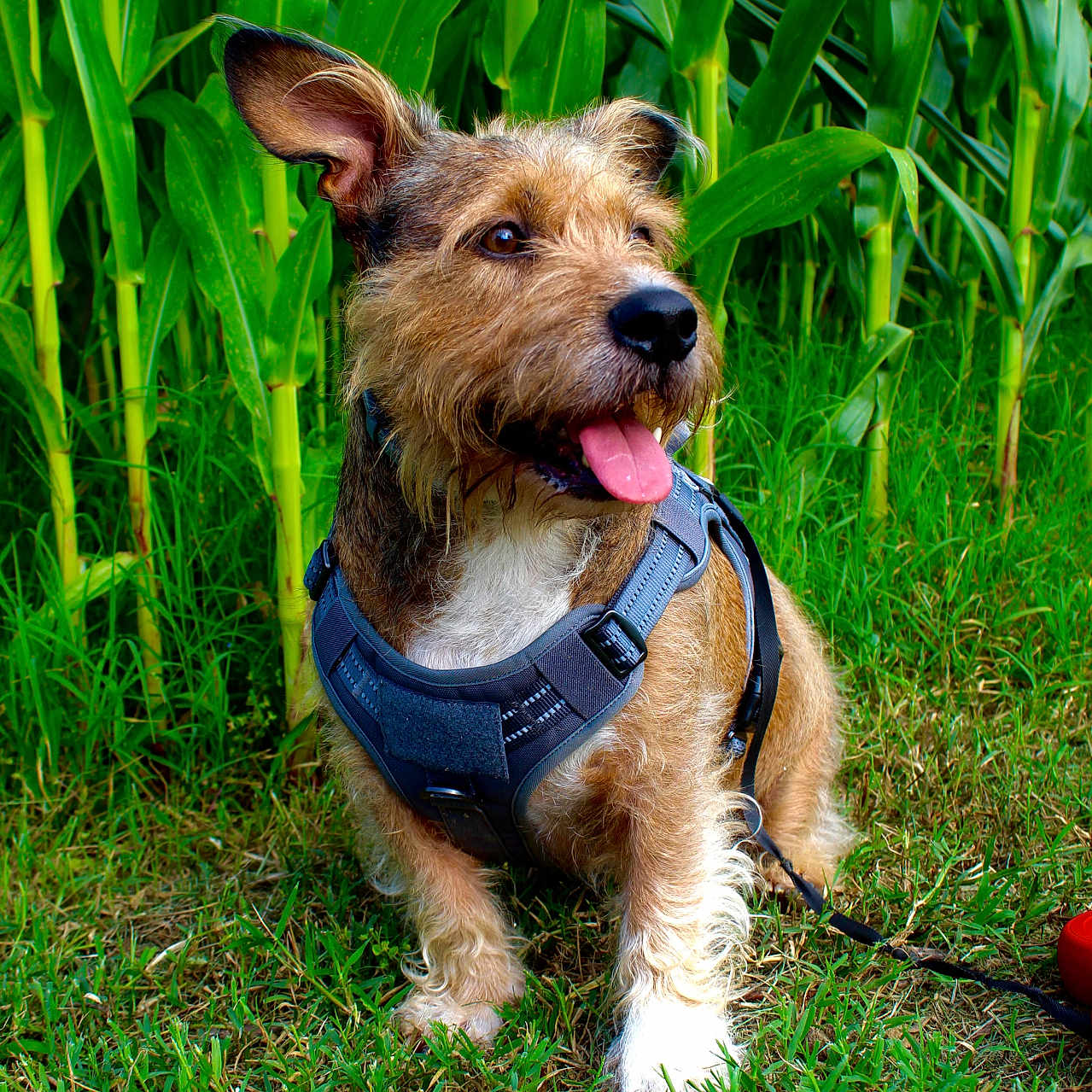 Oslo a rejoint le concours — aidez-le/la à gagner de superbes lots ! dog, grass, greenery, outdoor, happy, animal, pet, leash, nature, canine, fur, ears, tongue, harness, scruffy, sitting, plants, summer, daylight, portrait