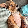 dog, couch, pillow, fur, relaxed, indoor, pet, brown, white, person, arm, casual_clothing, texture, resting, closeup, side_profile, seated, companion, cozy, domestic_animal