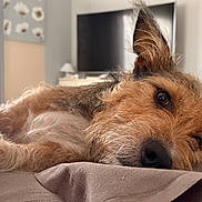 Oslo a rejoint le concours — aidez-le/la à gagner de superbes lots ! dog, pet, bed, indoor, relaxing, fur, ear, closeup, home, cozy, sleepy, canine, animal, laying, portrait, brown, white, snout, whiskers, domestic