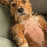 Oslo a rejoint le concours — aidez-le/la à gagner de superbes lots ! dog, scruffy, couch, indoor, pet, relaxed, fur, paw, ears, looking, curious, animal, canine, comfortable, seated, cozy, furniture, brown, light, portrait