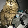 cat, long_hair, fluffy, tabby_cat, pet, indoor, flash_photography, close_up, whiskers, paws, nightstand, remote_control, water_bottle, alarm_clock, lamp, bedside_table, fur, sitting, portrait, household_item
