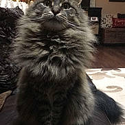 Merlin is registered to the contest to win money with this photo: cat, tabby_cat, long_hair, fluffy_fur, whiskers, christmas_tree, tree_lights, ornament, living_room, fireplace_mantel, couch, pillow, rug, indoor, pet, portrait, cozy, holiday_decor, sitting, wood_floor