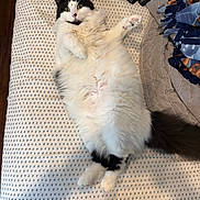 Maizey joined the competition — help win amazing prizes! cat, long_hair_cat, black_and_white, belly_up, paws_up, tail, whiskers, bed, sheet, blanket, pattern, indoor, pet, cozy, playful, green_eyes, fur, bedroom, relaxed, domestic_animal