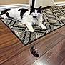 Maizey joined the competition — help win amazing prizes! cat, black_and_white_cat, indoor, rug, patterned_rug, hardwood_floor, door, door_frame, baseboard, pet_collar, whiskers, paw, fur, mouse, rodent, mouser, lounging, curious_expression, pet_portrait, home_interior