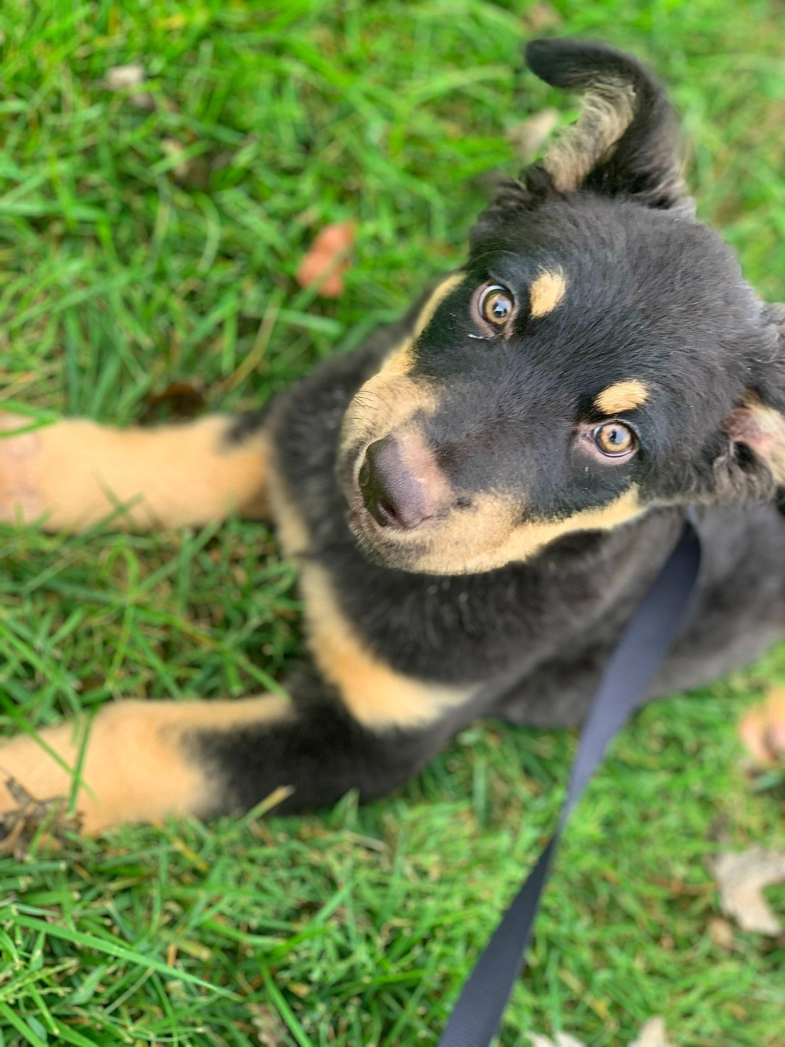 Astro is registered to the contest to win money with this photo: canidae, carnivore, collar, companion_dog, dog, dog_breed, dog_collar, dog_supply, fur, grass, guard_dog, herding_dog, lawn, pet_supply, plant, snout, sporting_group, whiskers, working_animal, working_dog