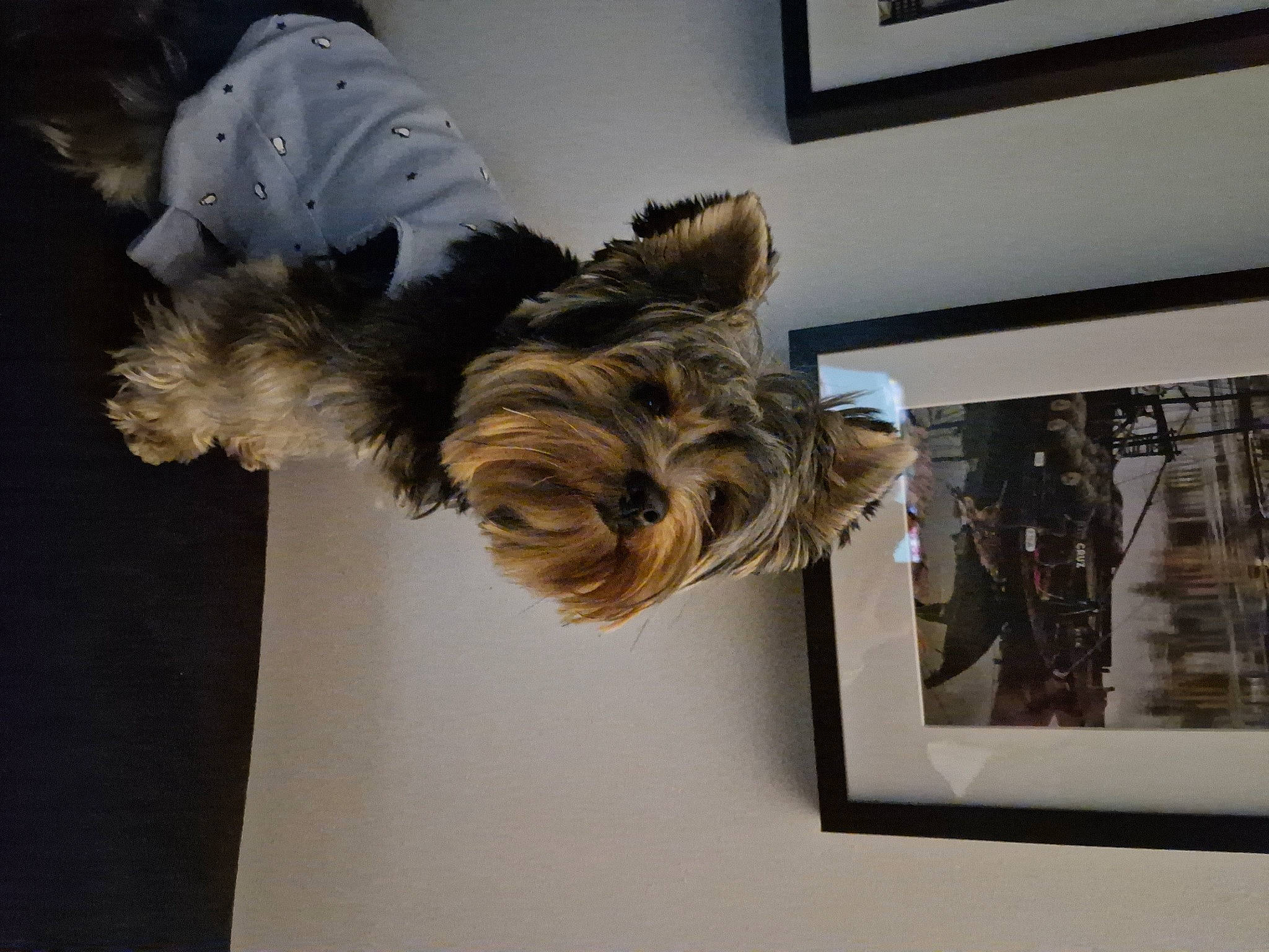 Dior a rejoint le concours — aidez-le/la à gagner de superbes lots ! art, canidae, carnivore, companion_dog, dog, dog_breed, fur, liver, picture_frame, room, small_terrier, sporting_group, tail, terrier, toy_dog, visual_arts, wing, wood