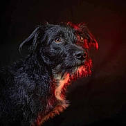Ezyo a rejoint le concours — aidez-le/la à gagner de superbes lots ! dog, black_dog, portrait, animal, pet, fur, face, brown_eyes, scruffy, side_view, studio_lighting, red_light, dark_background, close_up, mammal, canine, alert, looking_away, photography, animal_portrait