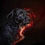 dog, black_dog, portrait, animal, pet, fur, face, brown_eyes, scruffy, side_view, studio_lighting, red_light, dark_background, close_up, mammal, canine, alert, looking_away, photography, animal_portrait